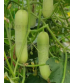 Cucumber / Kakri F1 Siddharth 5 grams